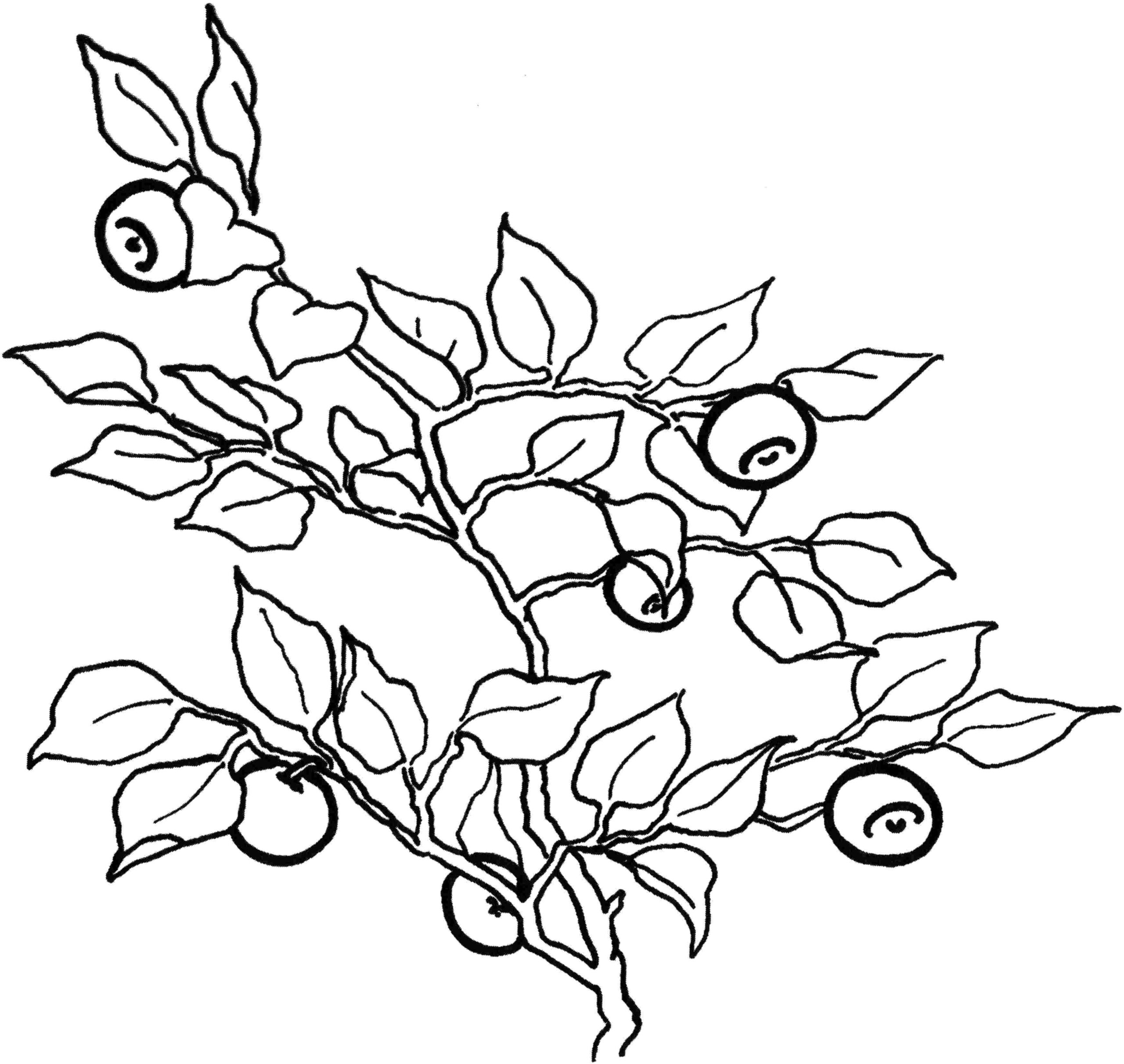 Online coloring book: Blueberry garden coloring book